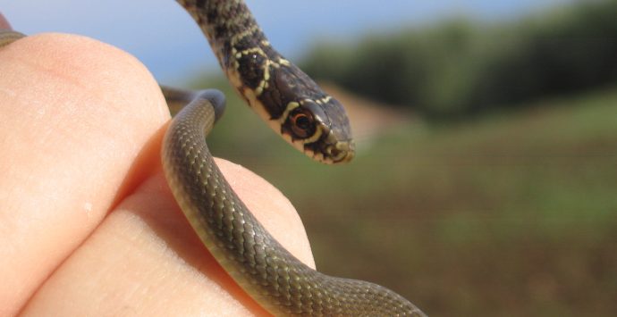 L’appello del Wwf di Vibo contro l’uccisione indiscriminata di serpenti