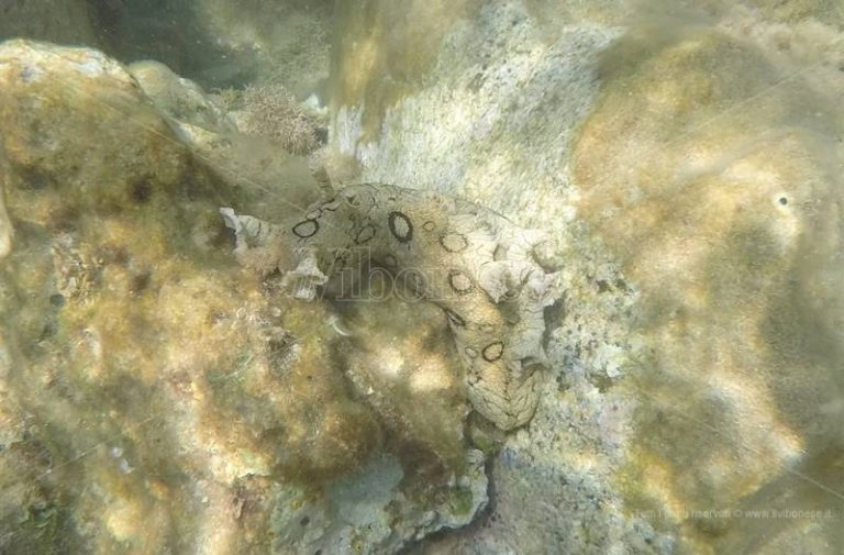 Dall’Atlantico al Tirreno, la rara Lepre di mare dagli anelli avvistata a Briatico – Video