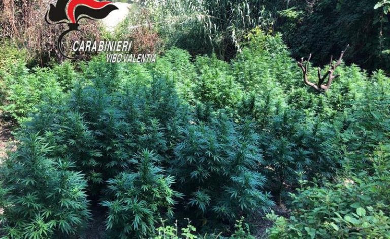 Carabinieri scovano e sequestrano 98 piante di marijuana a Maierato