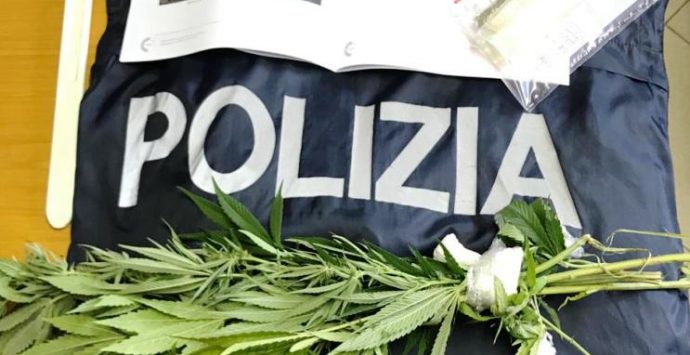 Marijuana in mezzo ai pomodori, la Polizia denuncia un ristoratore