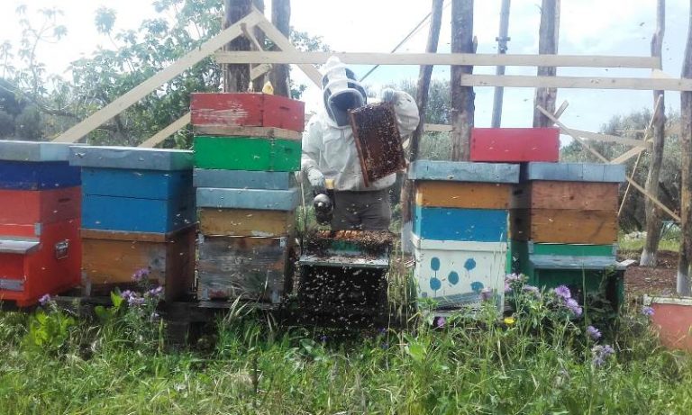 Dalla tendopoli ad un futuro da apicoltori: la storia di cinque migranti