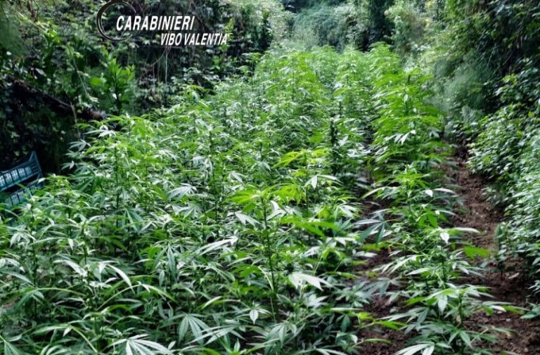 Piantagione di marijuana “milionaria” scoperta dai carabinieri a Limbadi