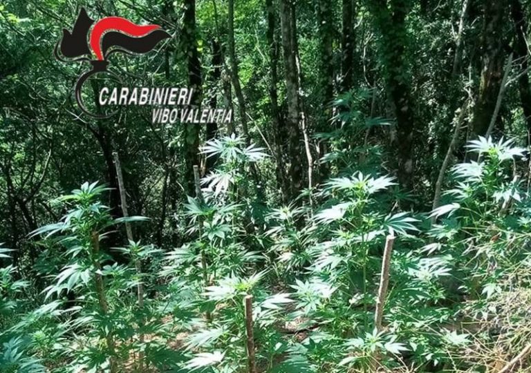 Business marijuana sempre più fiorente, nuova piantagione individuata nel Vibonese