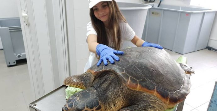 Salvata dalla Guardia di finanza di Vibo, la tartaruga Golia ritorna nel suo mare – Video