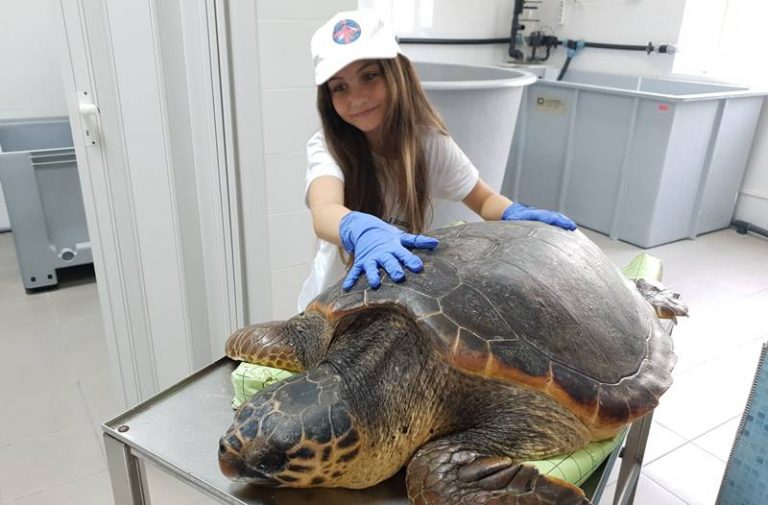 Salvata dalla Guardia di finanza di Vibo, la tartaruga Golia ritorna nel suo mare – Video