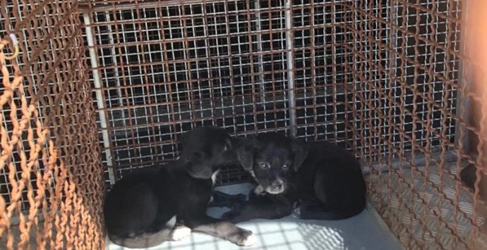 Cagnolini abbandonati e soccorsi dalla polizia municipale di Mileto