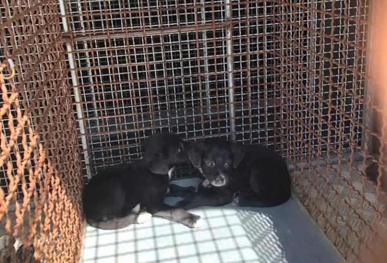 Cagnolini abbandonati e soccorsi dalla polizia municipale di Mileto
