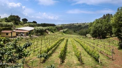 Lo Zibibbo Igp di Cantine Benvenuto entra nella guida Slow Wine 2020