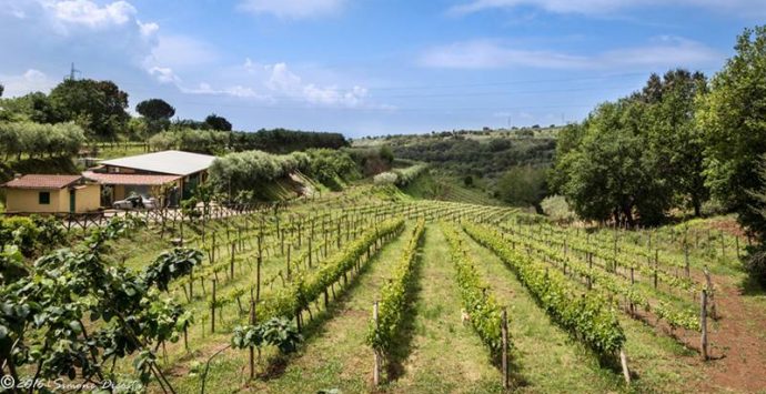 Lo Zibibbo Igp di Cantine Benvenuto entra nella guida Slow Wine 2020