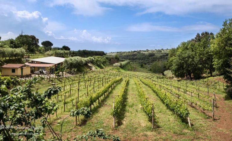 Lo Zibibbo Igp di Cantine Benvenuto entra nella guida Slow Wine 2020