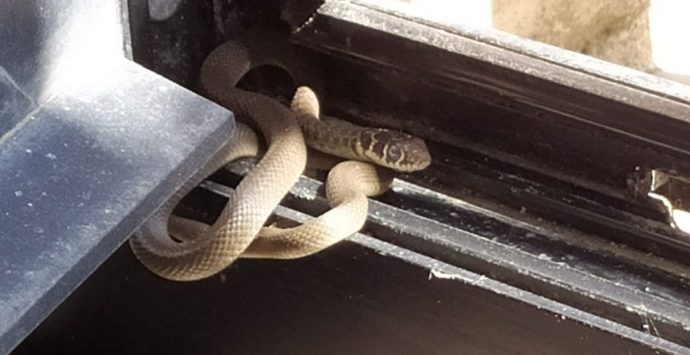 Un serpente all’Agenzia delle Entrate, catturato e liberato dal Wwf