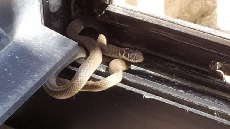 Un serpente all’Agenzia delle Entrate, catturato e liberato dal Wwf