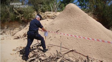Controlli a tappeto dei carabinieri forestali nel Vibonese, denunce e sanzioni