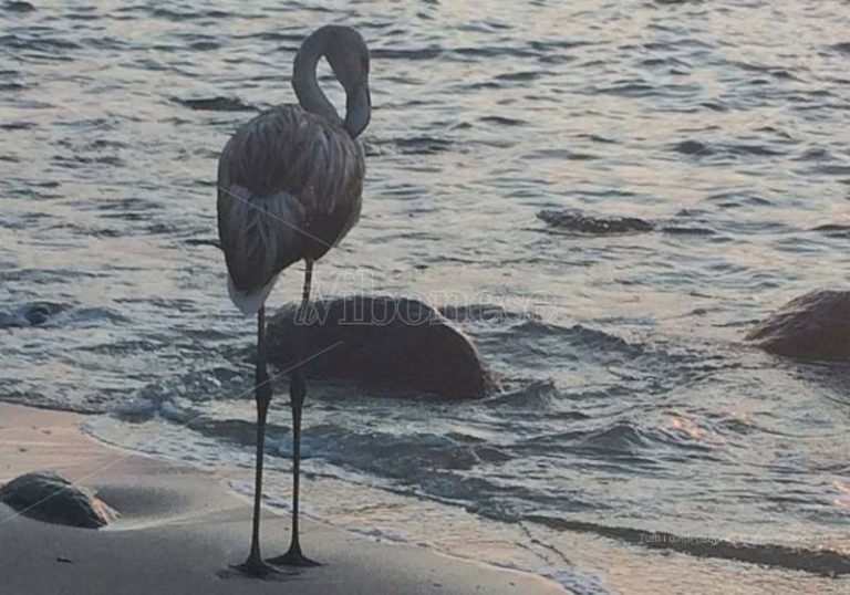 Giovane fenicottero rosa trovato sulla spiaggia di Pizzo