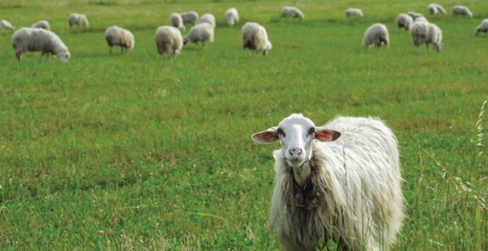 Recupero della lana dagli allevamenti, i tecnici Gal Serre calabresi in Spagna