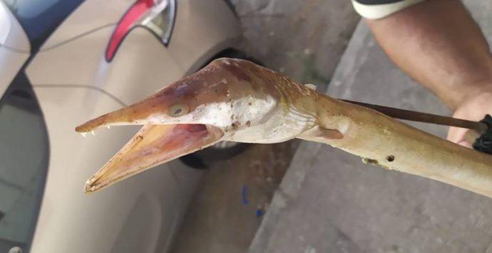 Rarissimo “Pesce serpente” catturato nelle acque di Pizzo