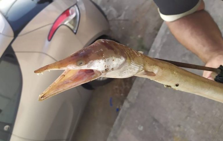 Rarissimo “Pesce serpente” catturato nelle acque di Pizzo