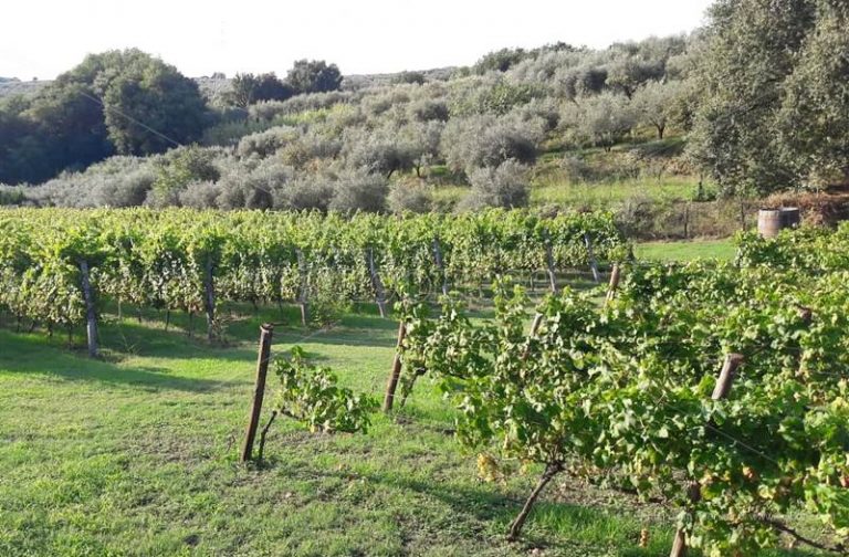 Vendemmia 2019, nel Vibonese vince la qualità – Video