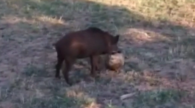 Dal cinghiale domestico a quello che “gioca a calcio”: la strana emergenza – Video