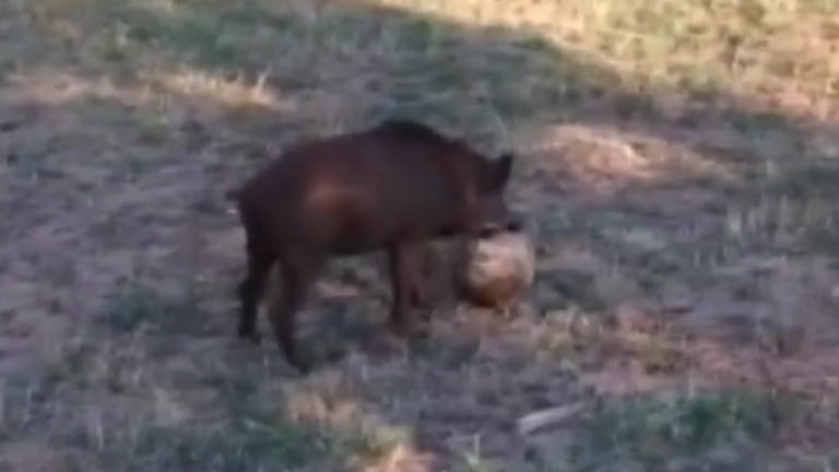 Dal cinghiale domestico a quello che “gioca a calcio”: la strana emergenza – Video