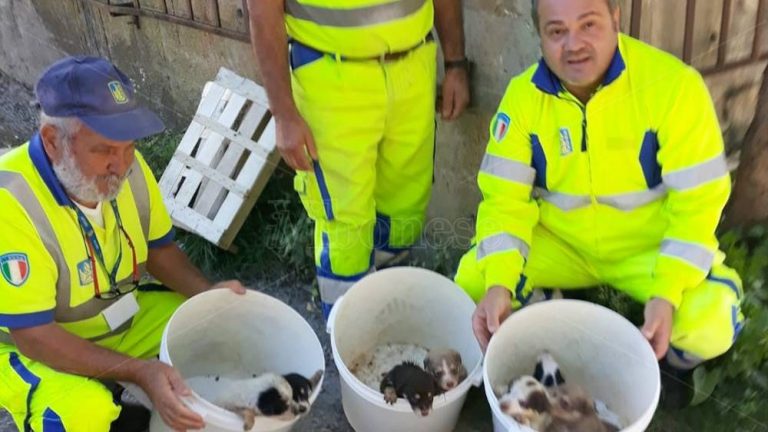 Cuccioli abbandonati sotto un ponte a Pizzo, salvati da personale Anas – Video