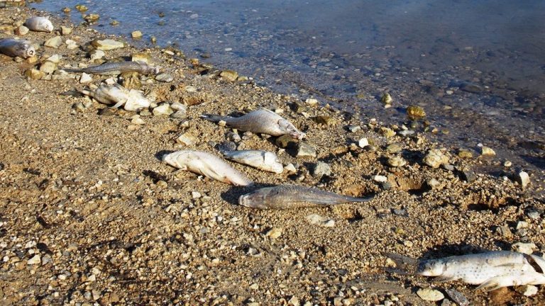 Moria di pesci all’Angitola, l’Arpacal: «Rilevata presenza di Ddt e Fenantrene»
