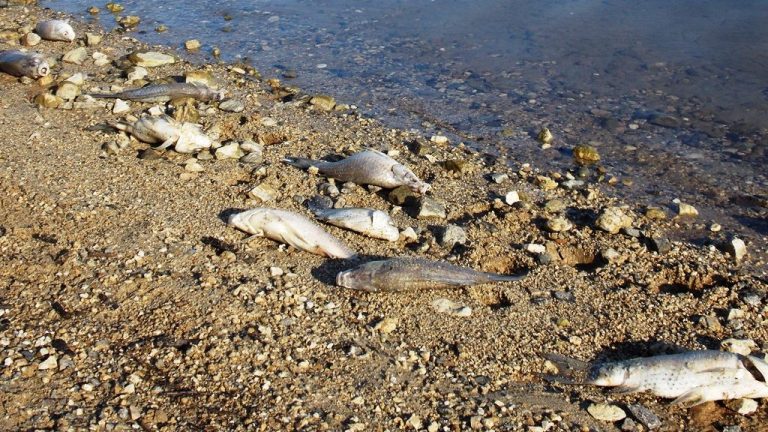 Morìa di pesci nel lago Angitola, il Wwf: «Hanno una funzione fondamentale»