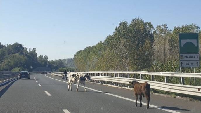 Mucche sull’autostrada, tragedia sfiorata nel tratto vibonese dell’A2