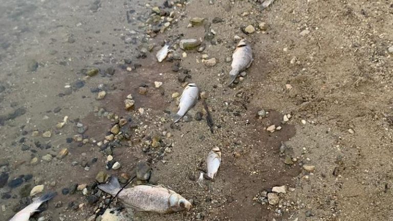Pesci morti all’Angitola, a breve i risultati delle analisi dell’Arpacal