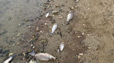 Misteriosa moria di pesci nel lago Angitola