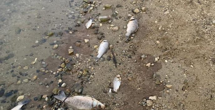 Misteriosa moria di pesci nel lago Angitola