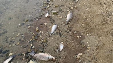 Morìa di pesci nel lago Angitola, scatta l’interrogazione alla Regione