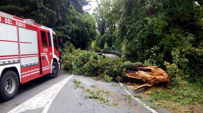 Vento e pioggia sferzano il Vibonese nella notte, numerosi gli alberi abbattuti