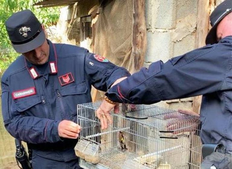 Cardellini e verdoni di provenienza illecita, 58enne denunciato a Dasà