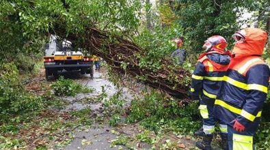 Maltempo nelle Serre, il gruppo Prociv di Mongiana impegnato nel ripristino della viabilità