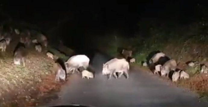 Branco di cinghiali sulla strada, lo spettacolare avvistamento di un automobilista – Video