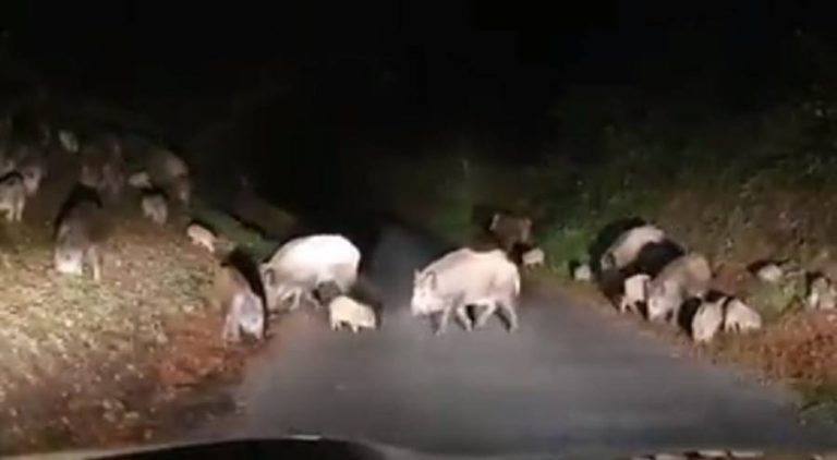 Branco di cinghiali sulla strada, lo spettacolare avvistamento di un automobilista – Video