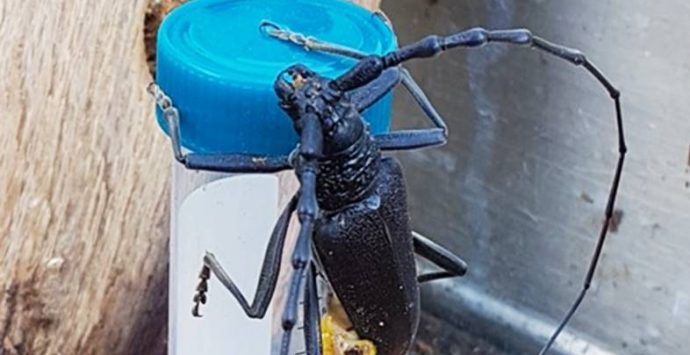 Insetti rari e “preziosi” scoperti nel Parco regionale delle Serre