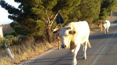 Vacche “sacre” nel Vibonese, scatta la denuncia contro ignoti – Video