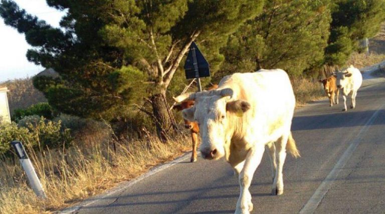 Vacche “sacre” nel Vibonese, scatta la denuncia contro ignoti – Video