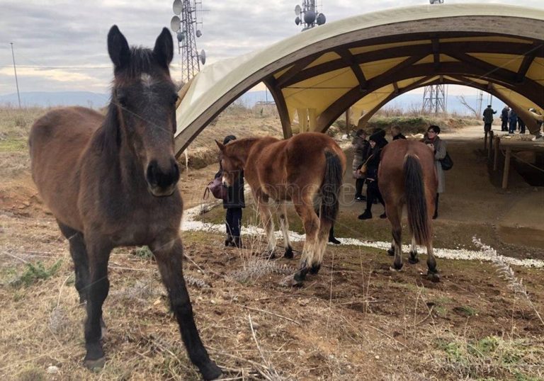 Tempio del Còfino, anche i cavalli (sacri?) nell’area degli scavi – Video