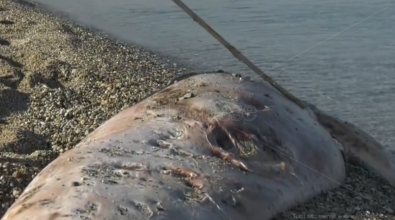 Cetaceo spiaggiato a Bivona, scatta l’allarme: «Rischiamo infezioni» – Video