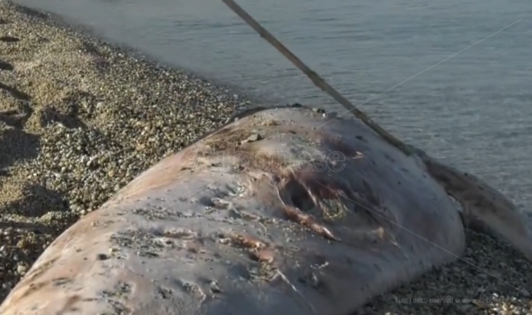 Cetaceo spiaggiato a Bivona, scatta l’allarme: «Rischiamo infezioni» – Video