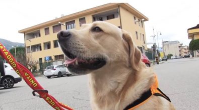 Gli eroi a quattro zampe si esercitano al porto di Vibo Marina – Video