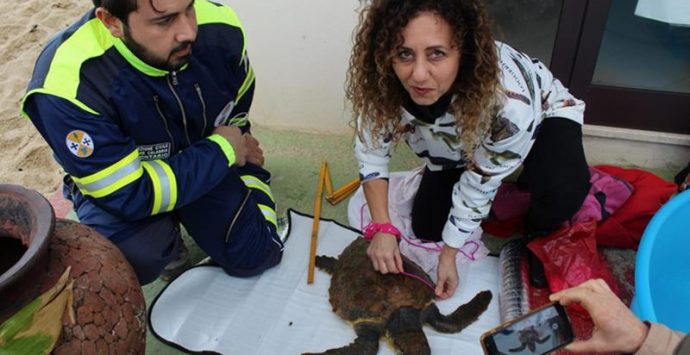 Tartaruga salvata nel mare di Nicotera