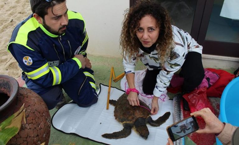 Tartaruga salvata nel mare di Nicotera