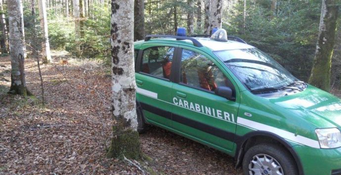 Furto di legna nella riserva Marchesale, denunciato 63enne di Fabrizia