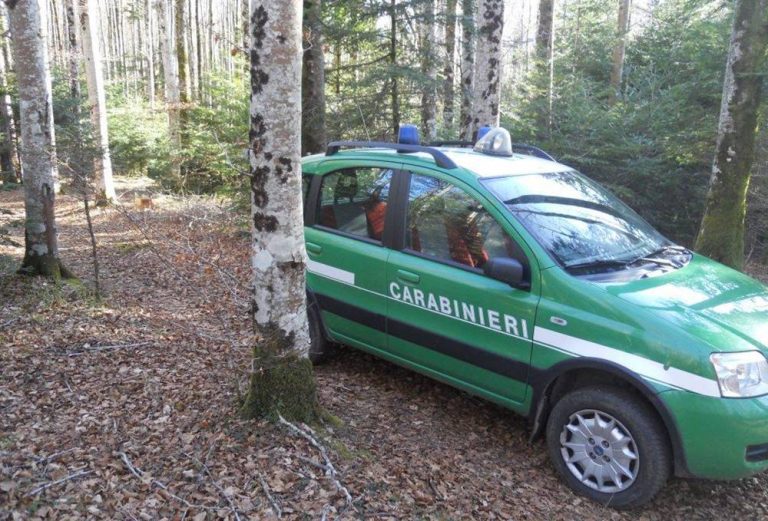 Furto di legna nella riserva Marchesale, denunciato 63enne di Fabrizia