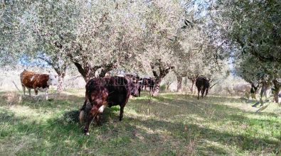 Zungri, le “vacche sacre” di Peppone Accorinti devastano i raccolti – Video