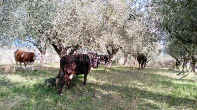 Le vacche sacre di Peppone, «Per rispetto o paura vanno ovunque»